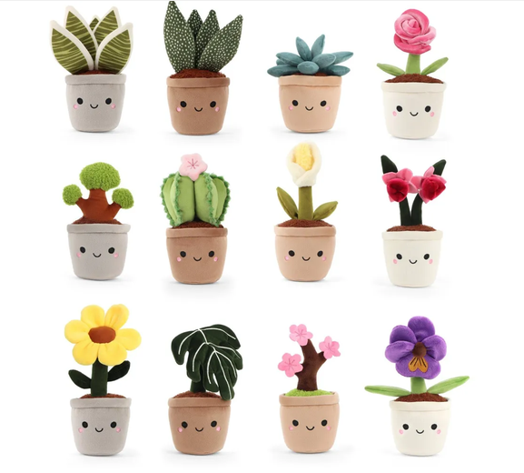 Plante peluche en pot